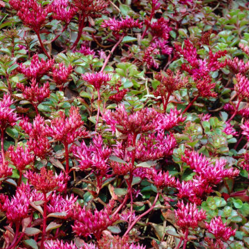 Covoras (Sedum sp Coccineum), planta acoperitoare de sol