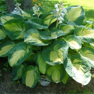 Crin de toamna (Hosta great expectation)