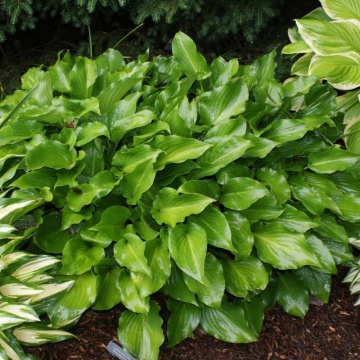 Crin de toamna (Hosta Invincible), bulbi crini, flori mov - Img 2