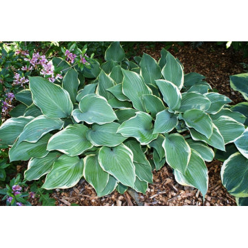 Crin de toamna (Hosta Regal splendor), bulbi crini, flori alb - Img 2