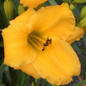 Crin de vara (Hemerocallis Bakabana), bulbi crini, flori galbene