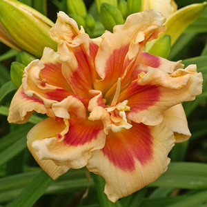 Crin de vară (Hemerocallis Forty second street'), plante perena, flori roz