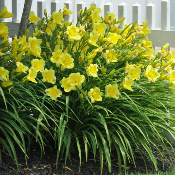 Crin de zi (Hemerocallis Fragrant returns), plante perena, flori galbene