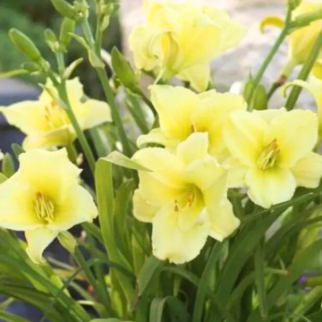 Crin de zi (Hemerocallis Fragrant returns), plante perena, flori galbene - Img 2