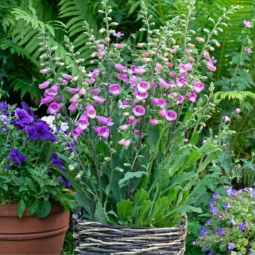 Degetel roz (Digitalis purpurea hanabee deep rose)