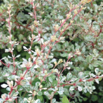 Dracila argintie (Berberis Silver Beauty), planta gard viu, arbust ornamental, frunzis verde-alb