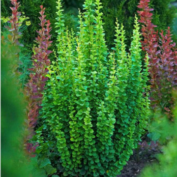 Dracila japoneza (Berberis th. Erecta), planta gard viu, arbust ornamental, gradina japoneza
