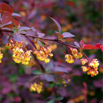 Dracila rosie superba (Berberis th. Superba), planta gard viu, arbust ornamental, gradina japoneza
