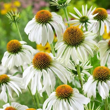 Echinaceea albă (Echinacea purpurea White-Swan), planta medicinala, flori alb