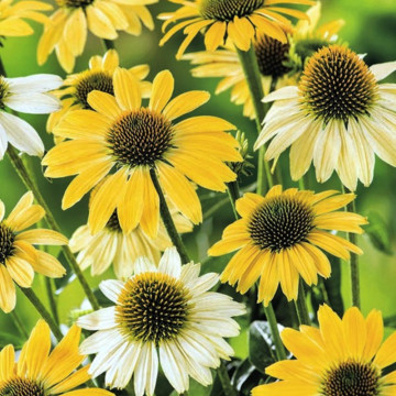 Echinaceea galbenă (Echinacea Mellow yellows), planta perena, planta medicinala, flori galbene