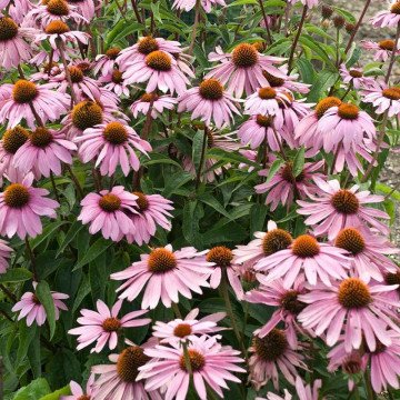 Echinaceea roz (Echinacea magnus), planta medicinala, flori roz - Img 4
