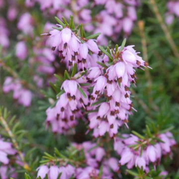 Erica darl darley dale, vesnic verde, planta ornamentala, flori mov - Img 3