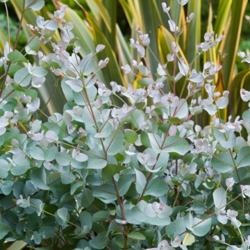 Eucalipt argintiu (Eucalyptus cinerea Silver Dollar), vesnic verde, arbust ornamental, planta aromatica