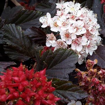 Fisocarpus (Physocarpus opulifolius Diabolo), planta cu flori, flori alb, roz, frunzis rosu