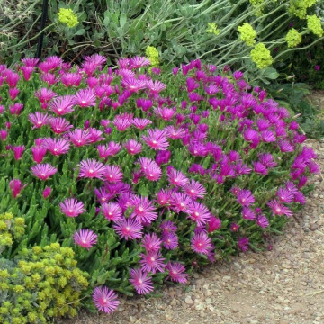 Floarea de cristal mov (Delosperma cooperi Ice Cream Purple), vesnic verde, planta perena, flori mov - Img 2