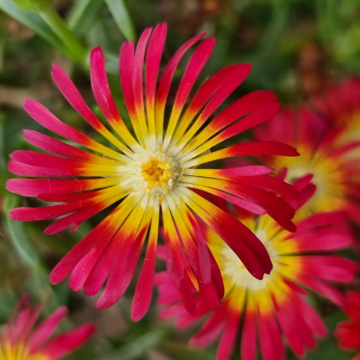 Floarea de cristal rosie (Delosperma cooperi Delmara Red), vesnic verde, planta perena, flori rosu
