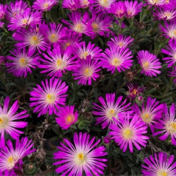 Floarea de gheata mov (Delosperma cooperi Ocean Sunset Violet) - Img 2