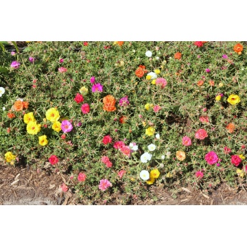Floarea de piatra ( Portulaca grandiflora) - Img 2