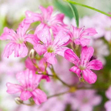 Floarea miresei roz (Gypsophila filou rose), planta perena, flori roz