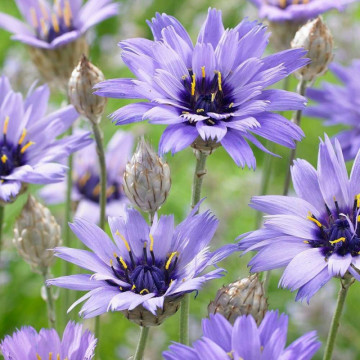 Flori nemuritoare albastre (Catanache Blue), planta perena, flori albastru