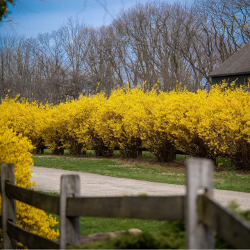 Forsitia (Forsythia int. Lynwood), planta gard viu, arbust ornamental, flori galbene - Img 4