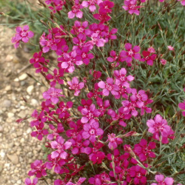 Garofite (Dianthus brilliant) ghiveci 2 l, planta perena, flori rosu - Img 2