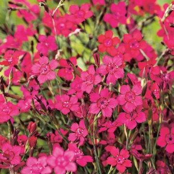 Garofite (Dianthus brilliant), planta perena, flori rosu - Img 2