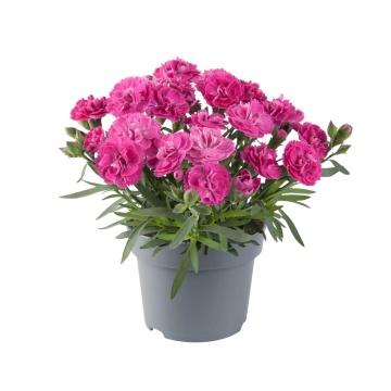 Garofite (Dianthus Caryophyllus Code Pink), planta ornamentala, planta parfumata, flori roz - Img 2
