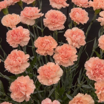 Garofite (Dianthus Caryophyllus Code Salmon)