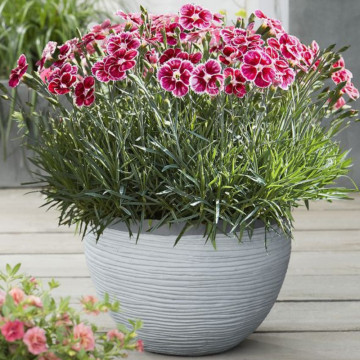 Garofite (Dianthus caryophyllus silver stars supernova), planta perena, planta parfumata, flori rosu - Img 4