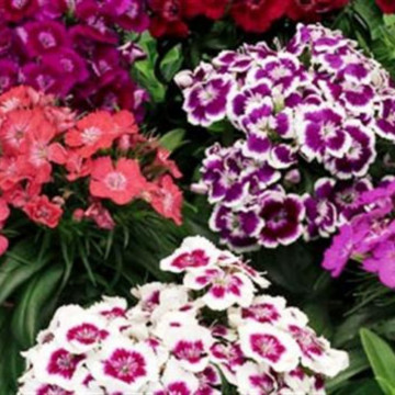Garofite mix (Dianthus Barbarini Formular Mix), planta perena, planta parfumata, flori rosu - Img 3