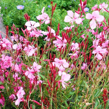 Gaura lindheimeri Gaudi Pink, planta perena, planta melifera, flori roz - Img 3