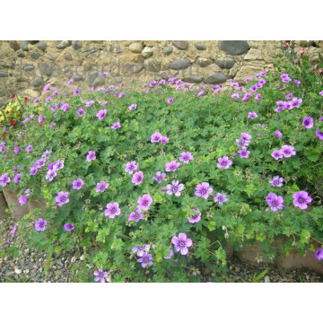 Geranium dilys, planta acoperitoare de sol, flori mov - Img 2