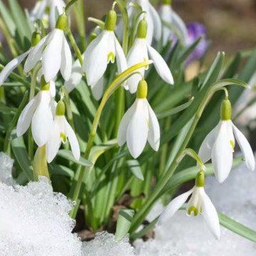 Ghiocei (Galanthus woronowii), planta de gradina - Img 4