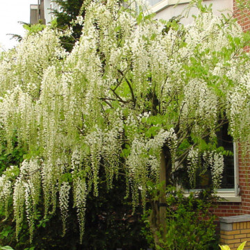 Glicina alba altoita (Wisteria floribunda Shiro-Noda), planta cataratoare, planta parfumata, flori verde - Img 2