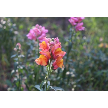 Gura leului pitica (Antirrhinum Snapshot )