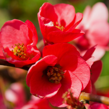 Gutui japonez (Chaenomeles japonica), planta gard viu, arbust ornamental, gradina japoneza
