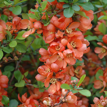 Gutui japonez somon (Chaenomeles sup. Salmon Horizon), planta gard viu, arbust ornamental, gradina japoneza - Img 2