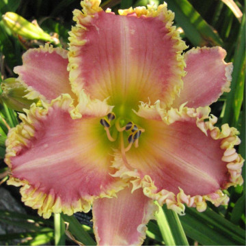Hemerocallis 'heavenly pink fang', vesnic verde, planta cu flori, planta parfumata - Img 3