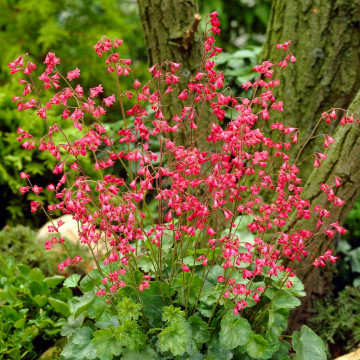Heuchera sanguinea Leuchtkäfer ghiveci 2 l, planta perena, flori rosu - Img 1