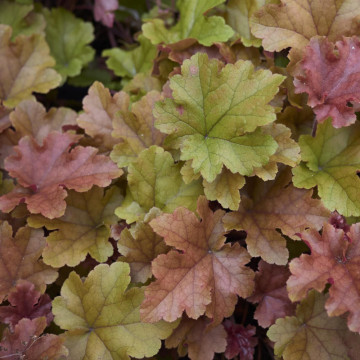 Heuchera vilosa Carnival Coffee bean, planta perena, frunzis rosu