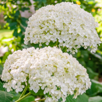 Hortensia Annabelle (Hydrangea arborescens Annabelle), planta gard viu, planta ornamentala, flori alb