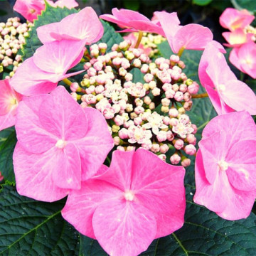 Hortensia fasan (Hydrangea macrophylla Fasan), arbust ornamental, flori albastru, roz - Img 2