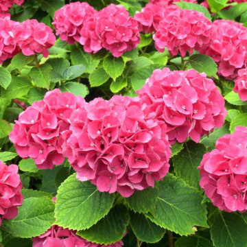 Hortensia roz (Hydrangea macrophylla Alpengluhen), planta ornamentala, flori roz - Img 2