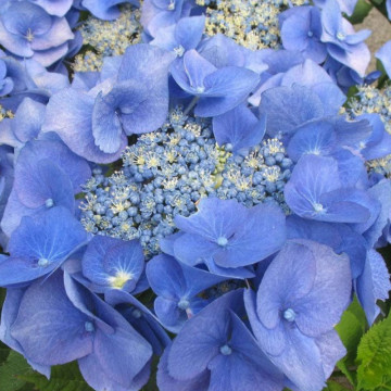 Hortensie albastra (Hydrangea macrophylla Blaumeise), planta ornamentala, flori albastru