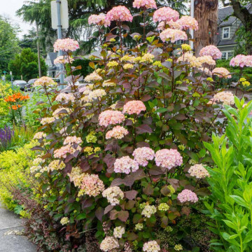 Hortensie (Hydrangea serrata Preziosa), arbust ornamental, flori roz - Img 2