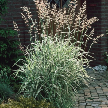 Iarba alba (Phalaris arundinacea), iarba decorativa