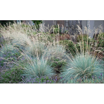 Iarba de ovaz albastra (Helictotrichon sempervirens)