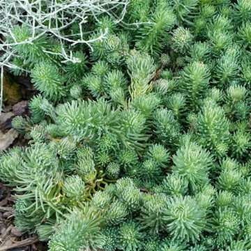 Iarba de soaldina (Sedum forsterianum Oracle), vesnic verde, planta ornamentala