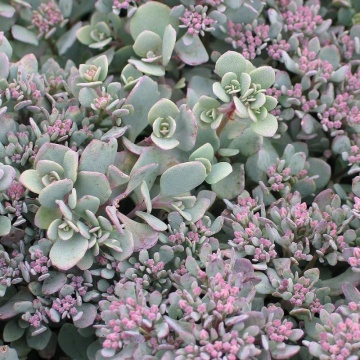 Iarba de soaldina (Sedum Lidakense), planta perena, flori rosu - Img 2